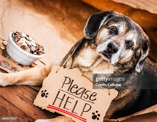 obdachlose und hungrig hund, betteln um hilfe - bettler stock-fotos und bilder