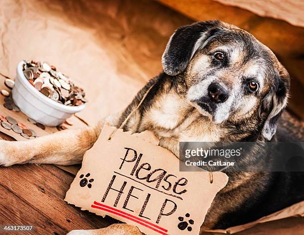 homeless and hungry dog begging for help - aalmoes stockfoto's en -beelden