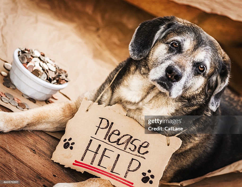 Homeless and Hungry Dog Begging for Help