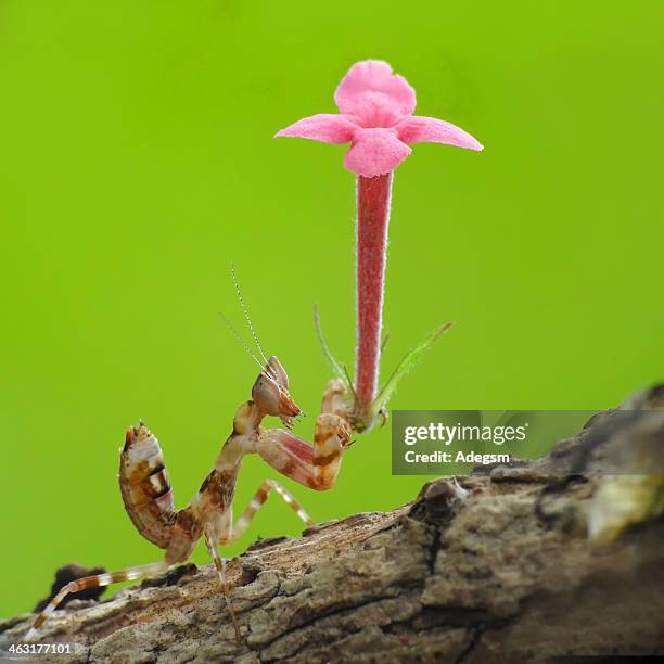 2 539点のハナカマキリのストックフォト Getty Images 2 539点のハナカマキリのストックフォト Getty Images