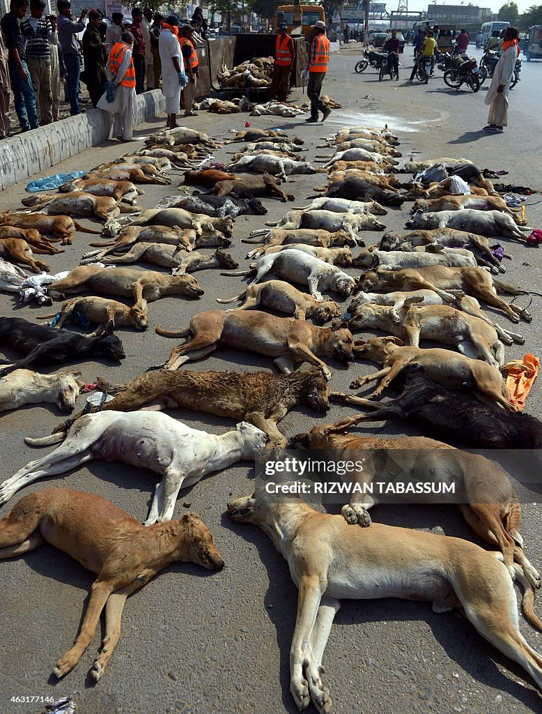 PAKISTAN-HEALTH-ANIMAL