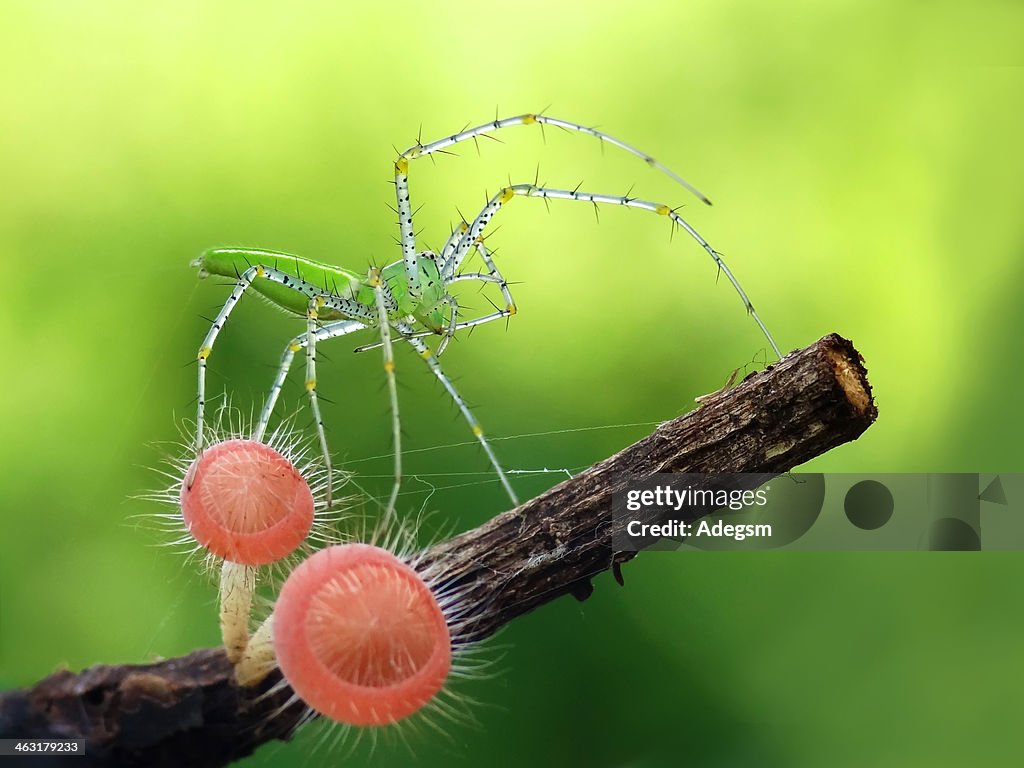 Lynx spider