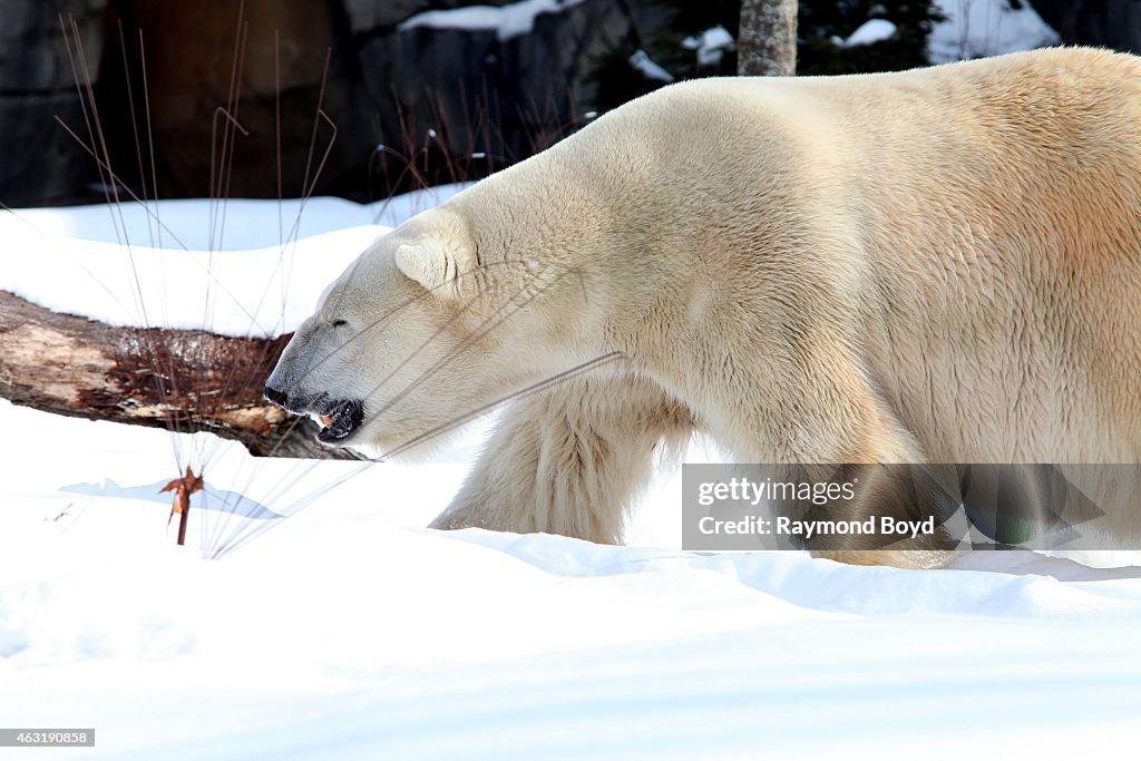 Brookfield Zoo Animals