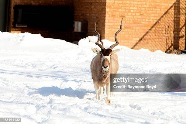 Addax at Brookfield Zoo in Brookfield, Illinois on FEBRUARY 7, 2015.