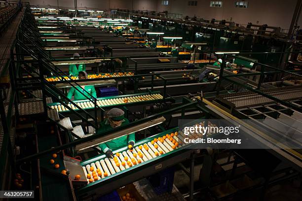 Workers select recently harvested oranges on a conveyor belt in the Naranjas Torres fruit processing center, operated by Torres Hermanos y Sucesores...