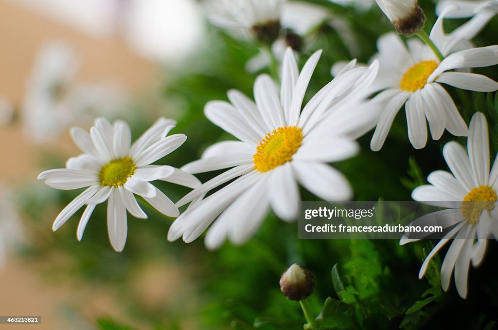 White Daisies