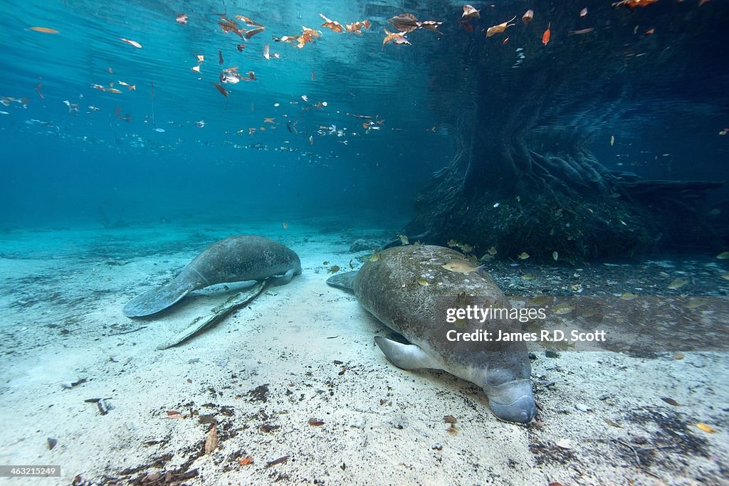 West Indian Manatees