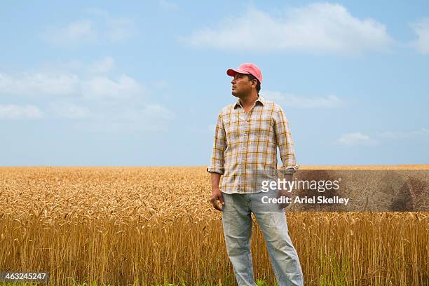 hispanic farmer standing in wheat field - virginia amerikaanse staat stockfoto's en -beelden