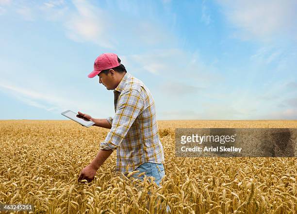 hispanic farmer with digital tablet in wheat field - hybrid cloud stock pictures, royalty-free photos & images