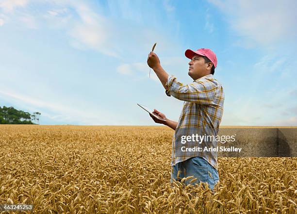 hispanic farmer examining wheat stalk in field - low angle view of wheat growing on field against sky fotografías e imágenes de stock