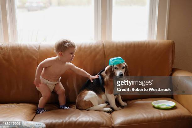 caucasian boy playing with dog on sofa - baby hund innenaufnahme stock-fotos und bilder