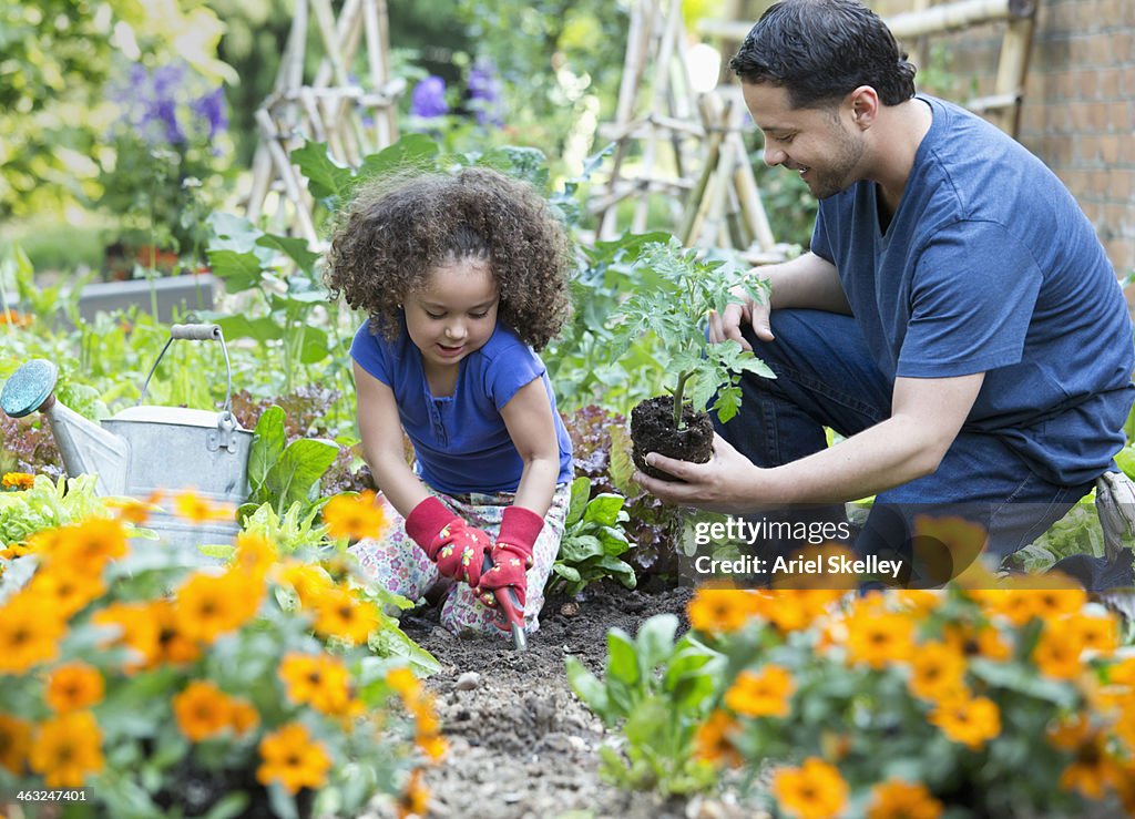 Hispanic father and daughter gardening together