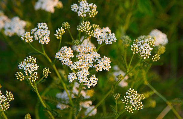 Understanding The Yarrow Plant: A Comprehensive Overview