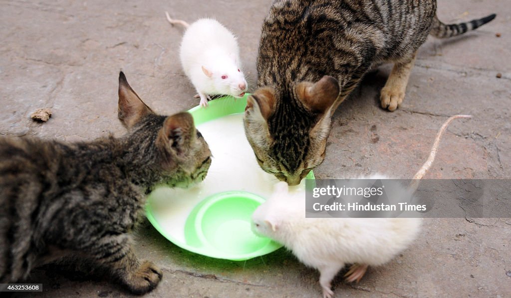 Cat And Rat Drinking Milk From Same Bowl