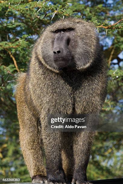 kenya, nakuru park, baboon male - male baboon stock pictures, royalty-free photos & images