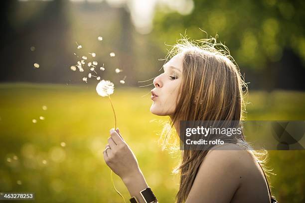 dandelion blow ball - dandelion seed stock pictures, royalty-free photos & images