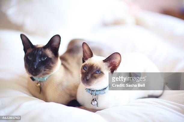 two siamese cats sleeping together - gato siamés fotografías e imágenes de stock