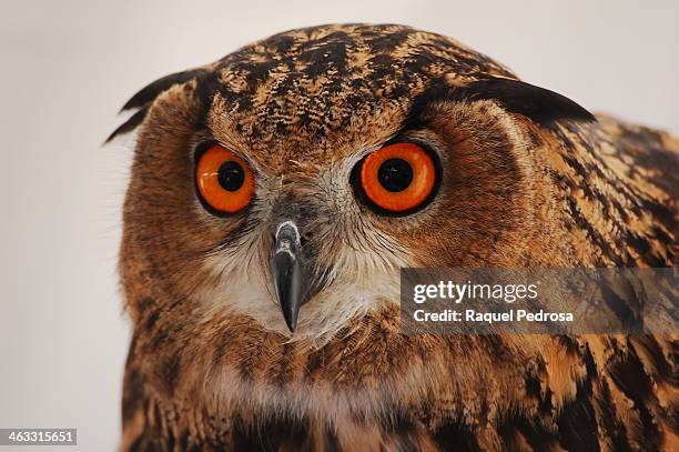 real owl (bubo bubo) - eurasian eagle owl stockfoto's en -beelden