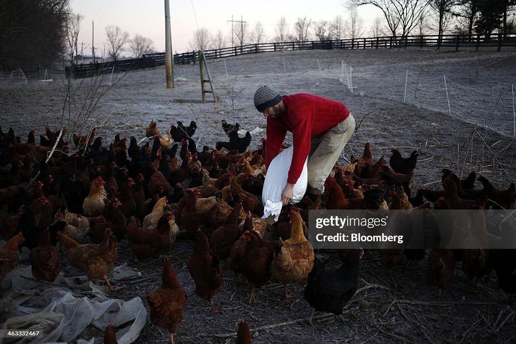 Organic Farmer Raises Chicken, Pork, And Beef In Kentucky