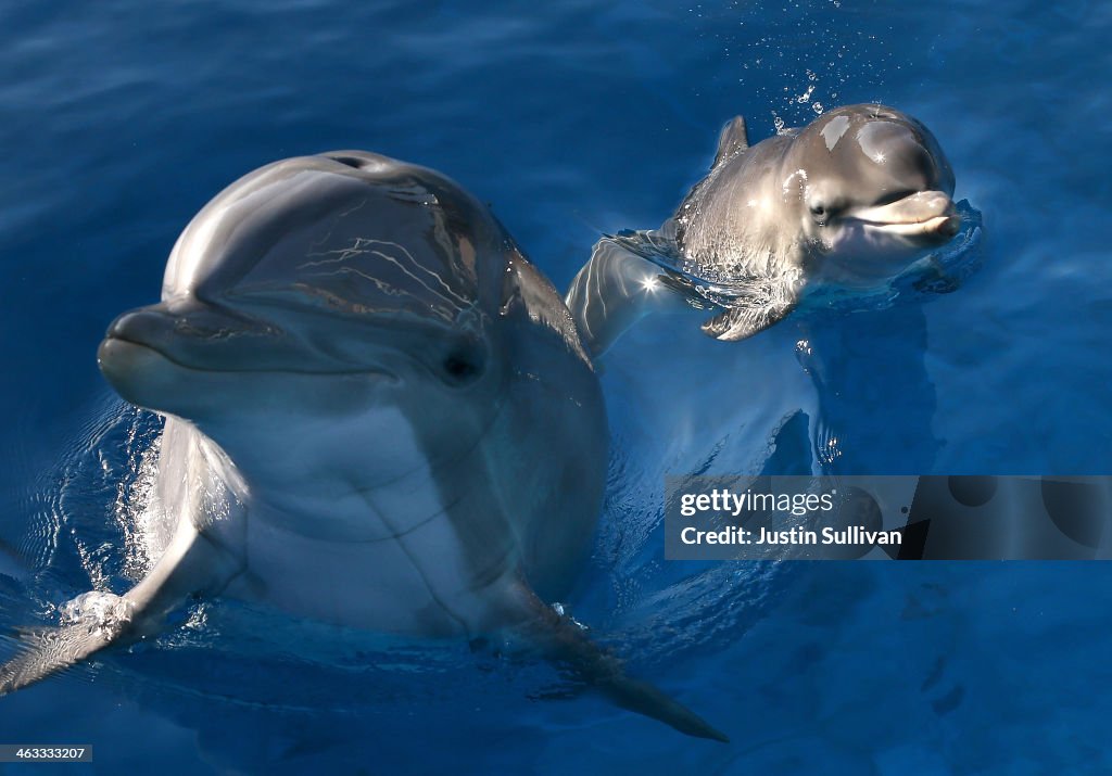 Dolphin Gives Birth At Six Flags Animal Discovery Park