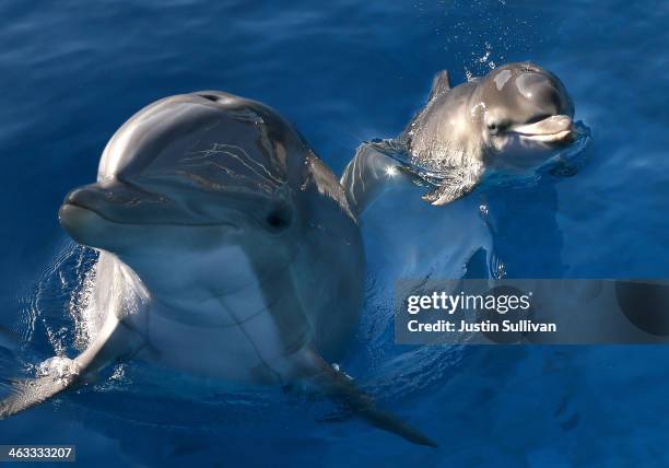 Bella, a Bottlenose Dolphin, swims in a pool with her new calf named Mirabella at Six Flags Discovery Kingdom on January 17, 2014 in Vallejo,...