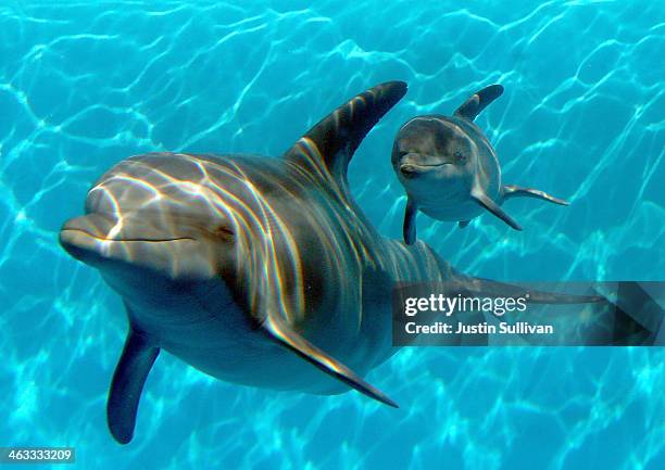 Bella, a Bottlenose Dolphin, swims in a pool with her new calf named Mirabella at Six Flags Discovery Kingdom on January 17, 2014 in Vallejo,...