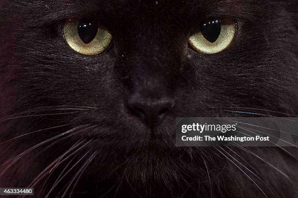 Close up of Moose, one of the two cat stars appearing in "The Lieutenant of Inishmore" during a dress rehearsal on February 1, 2015 in Washington,...