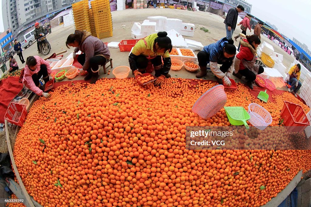 Large Aounts Of Kumquats To Serve Spring Festival