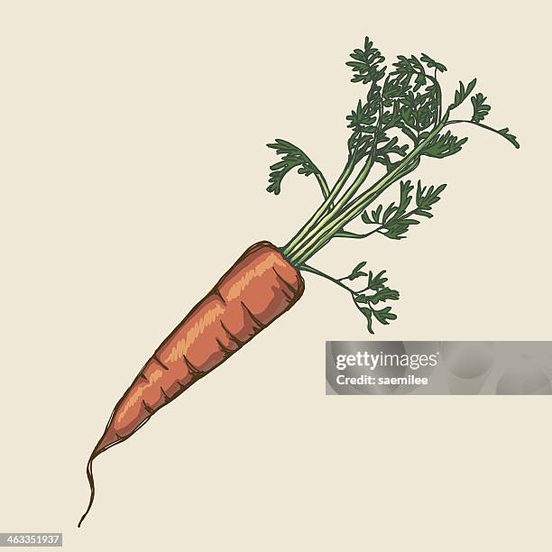 illustrations, cliparts, dessins animés et icônes de carotte - carotte