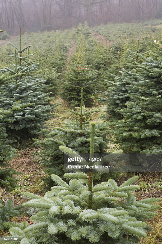 View of a field of Christmas tree farm