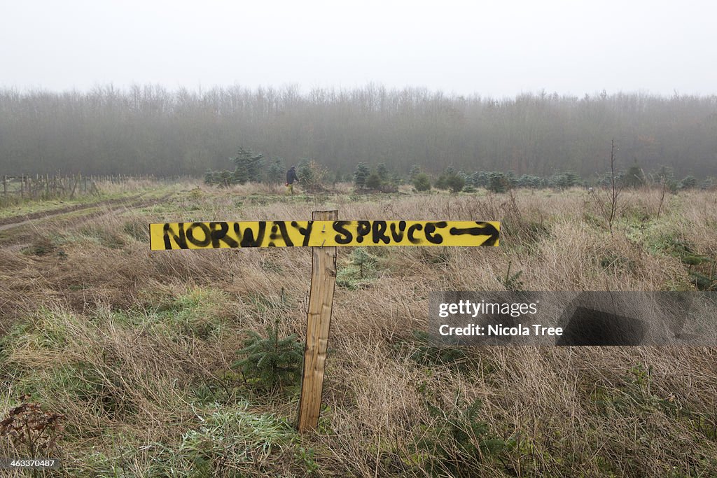 Sign pointing to christmas trees on farm