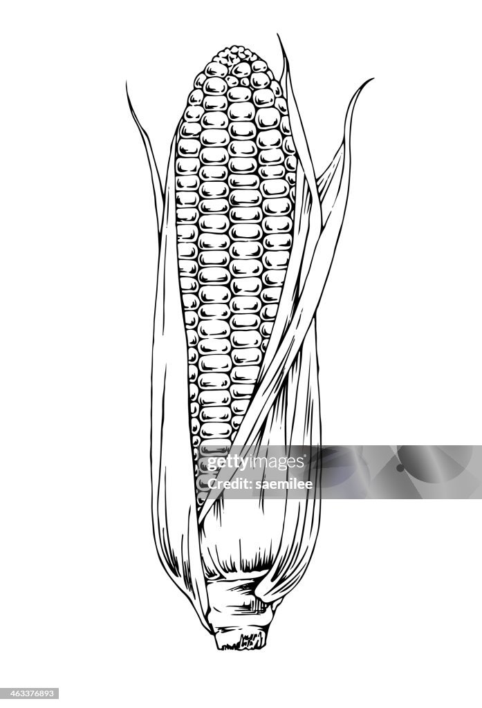 Dibujados a mano maíz