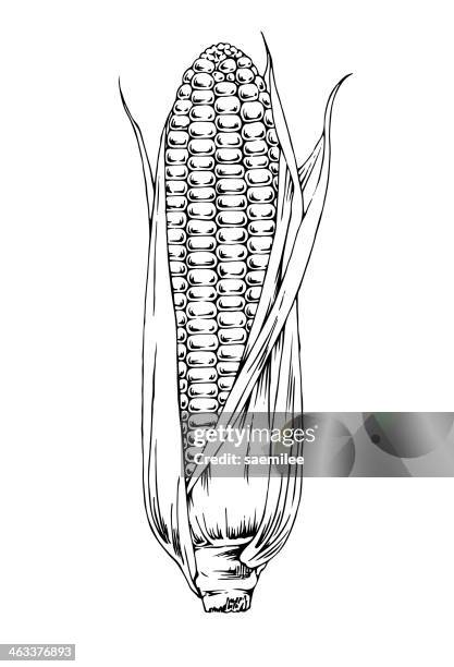 hand drawn corn - corn on the cob stock illustrations