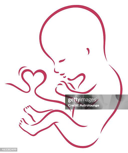 fetus - fetus heart stock illustrations