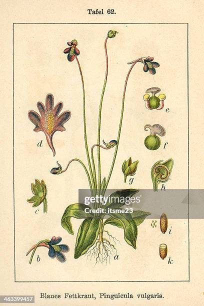botanic fia v10 t62 pinguicula vulgaris - pinguicula vulgaris stock illustrations