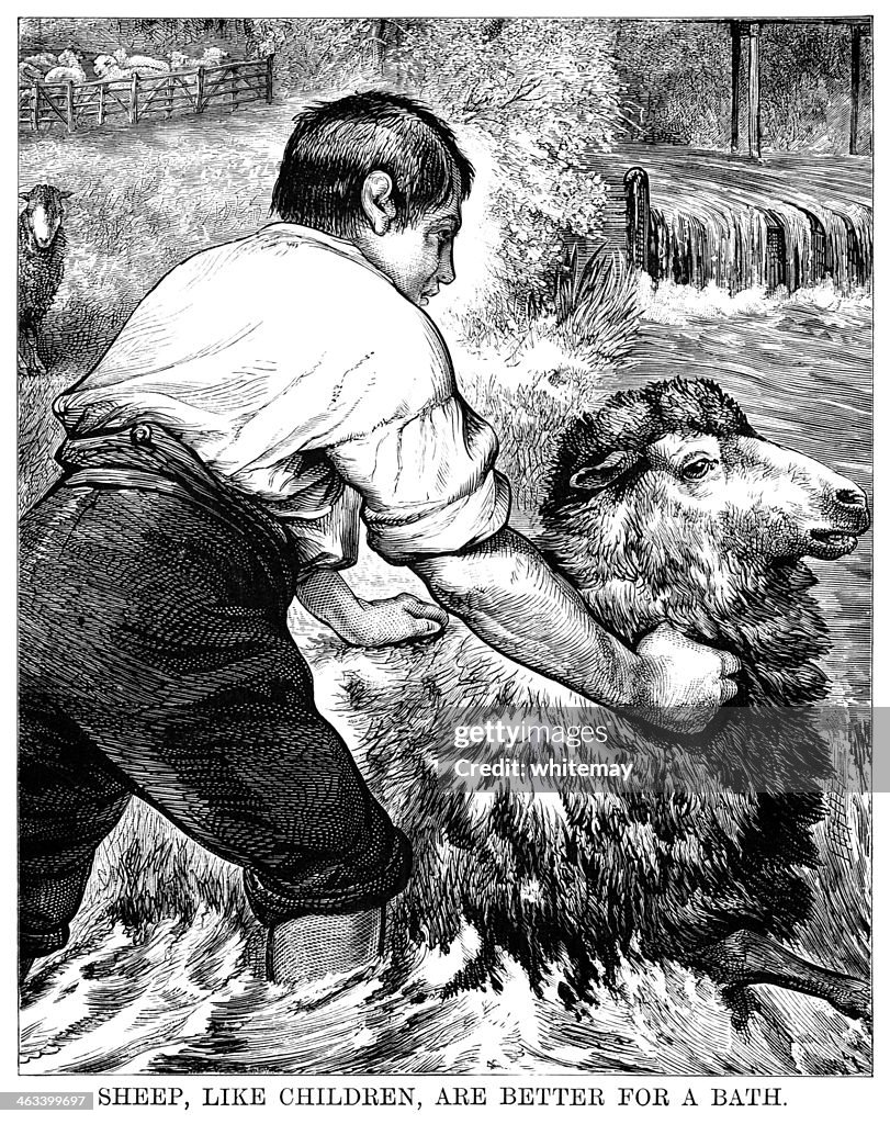 Young man bathing a sheep