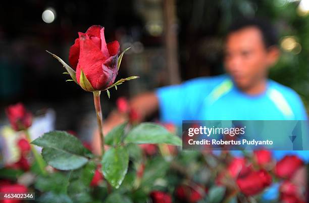 Florist prepares roses at a traditional flower market during Valentines Day on February 14, 2015 in Surabaya, Indonesia. Roses, chocolates, teddy...