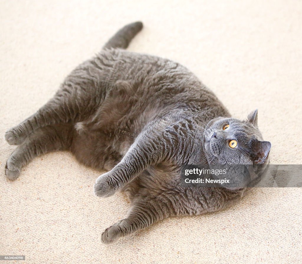 'Oscar' the Fat Cat