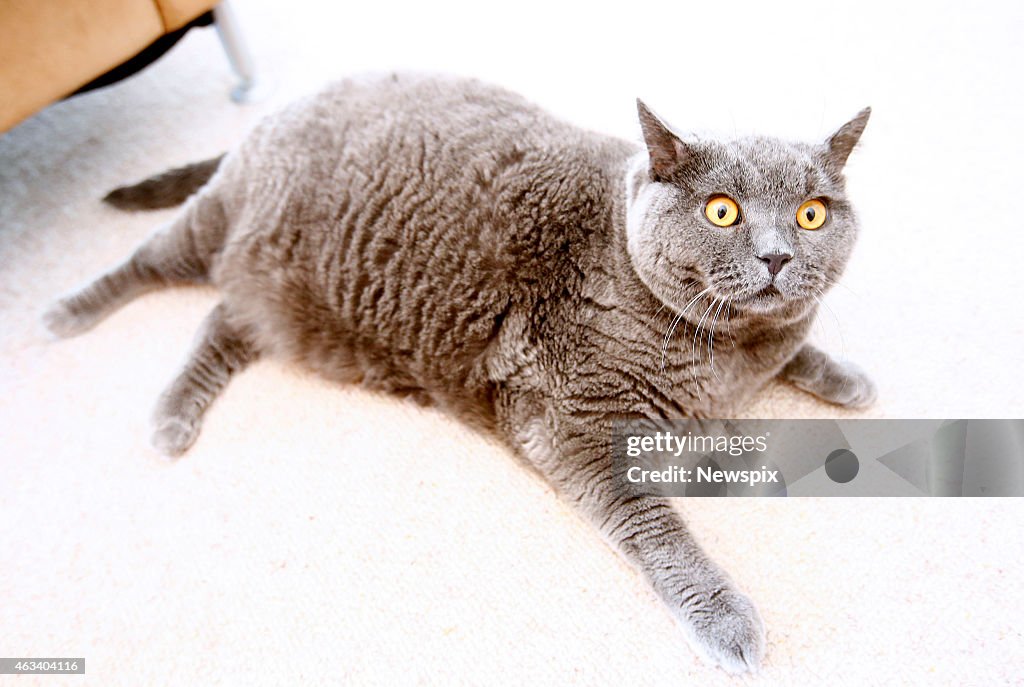 'Oscar' the Fat Cat