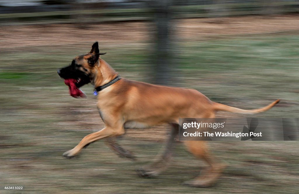 Smootch is a Great Dane Who's Owners are Hoping He Will do Well at the Upcoming Westminster Kennel Club Competition