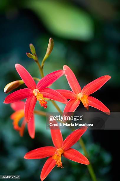 red laelia milleri blossom - laelia stock pictures, royalty-free photos & images