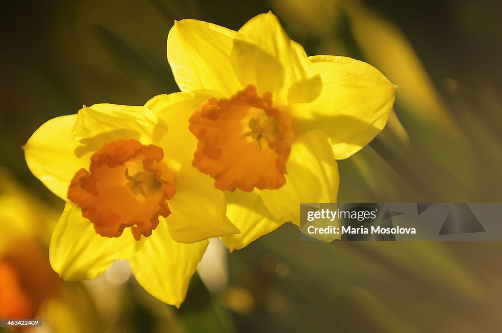 Vivid Yellow Daffodil Flower Duo