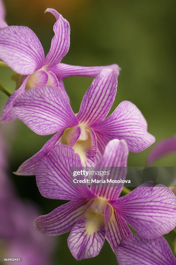 Striped Dendrobium Phalaenopsis in Bloom