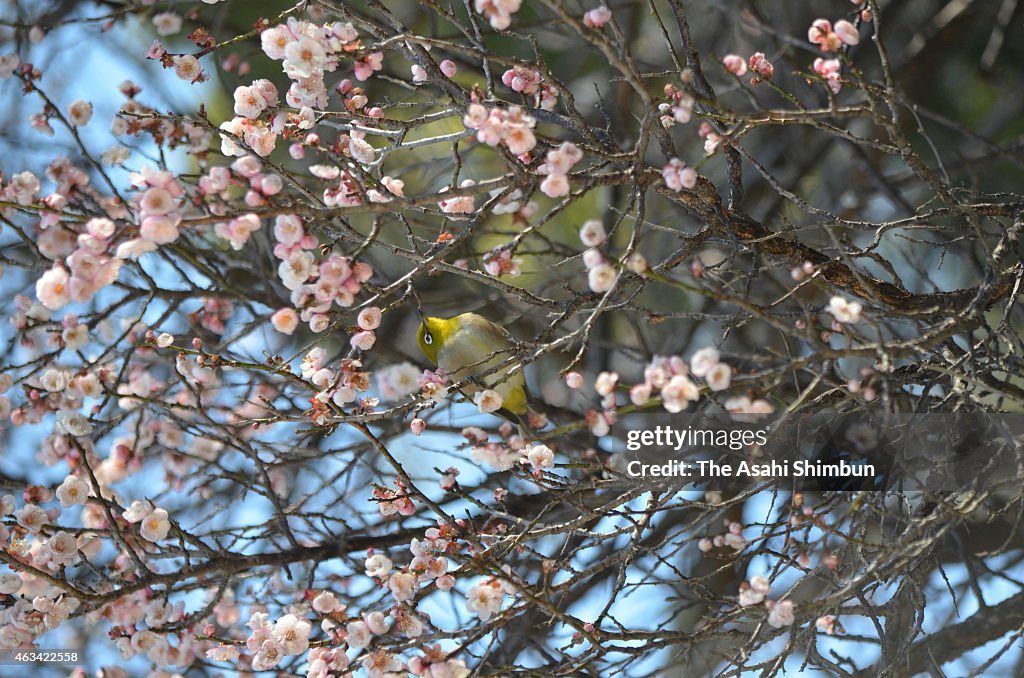 Japanese White Eye With Plum