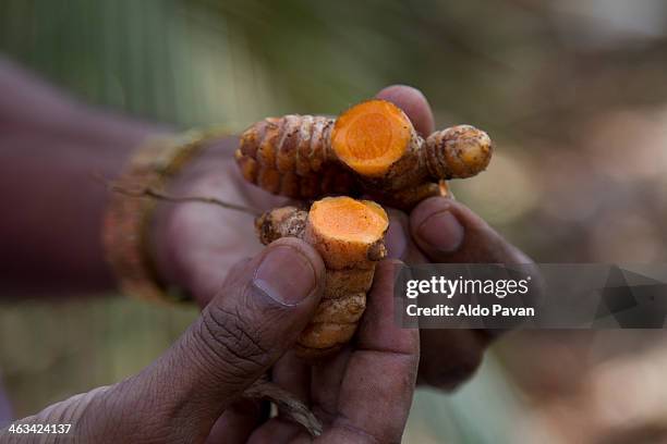 india, wayanad, turmeric - curcuma photos et images de collection