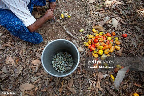 india, kannur, cashews harvesting - cashew stock pictures, royalty-free photos & images