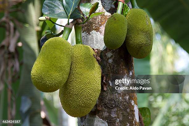 india, wayanad, jack fruit - jackfruit foto e immagini stock