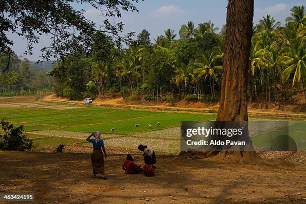 India Rie Fields India Rice Field Photos and Premium High Res Pictures - Getty Images