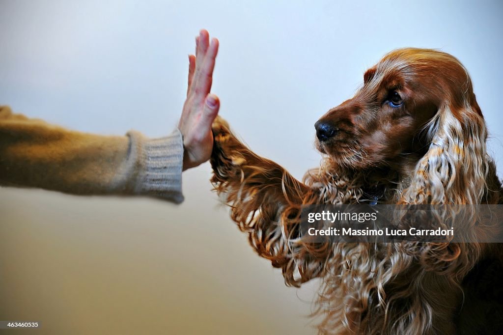 Dear dog... give me five !