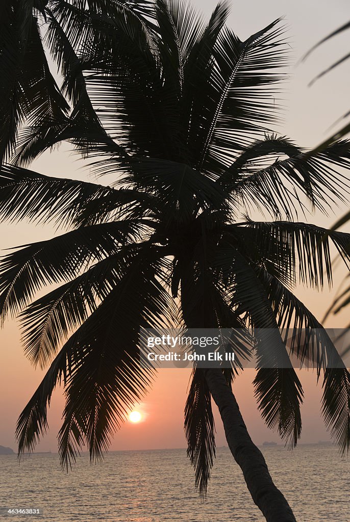 Bambolim beach, palm trees at sunset